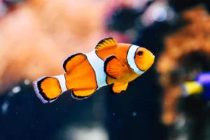 微电生理:2025年第二次临时股东会决议公告