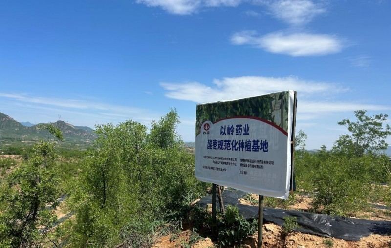 规范种，保障收！以岭药业斩获全国首个酸枣仁GAP基地